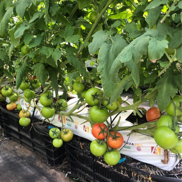 Arava success stories