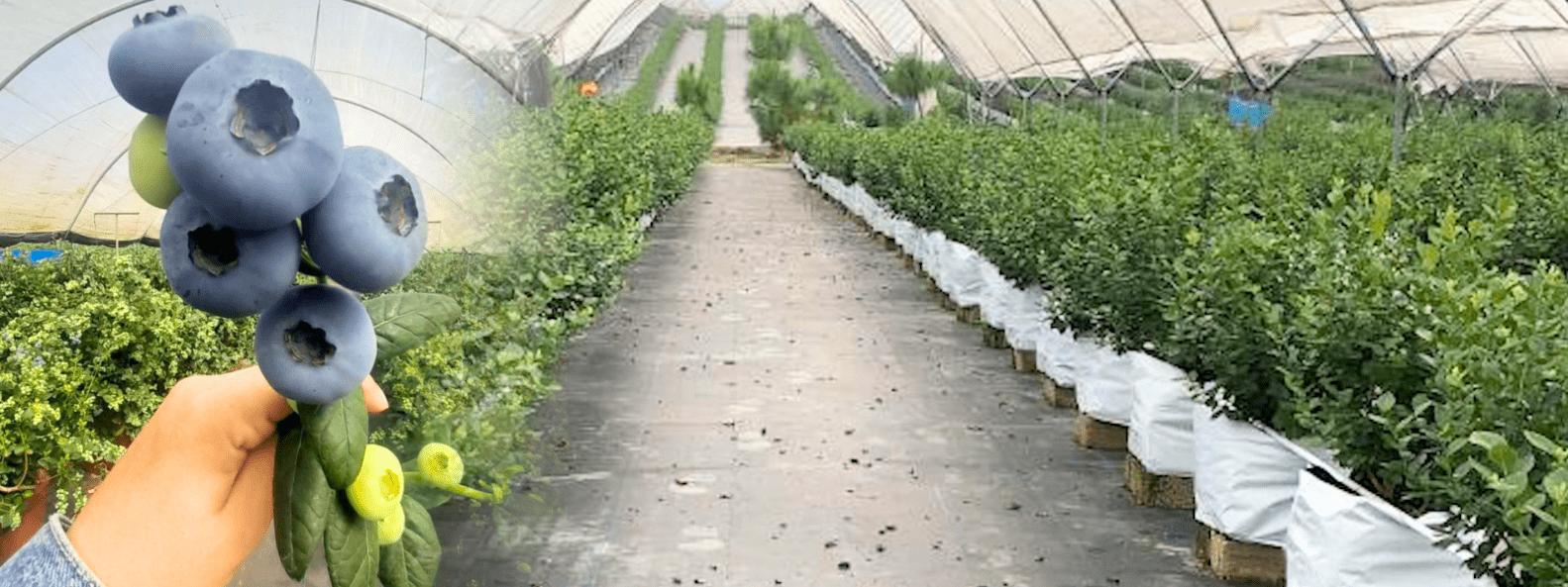 nursery plant bags manufacturers