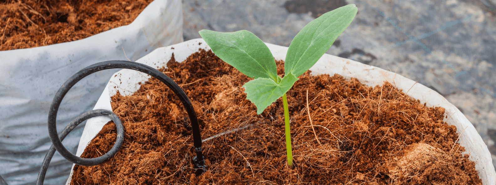 Coco peat manufacture