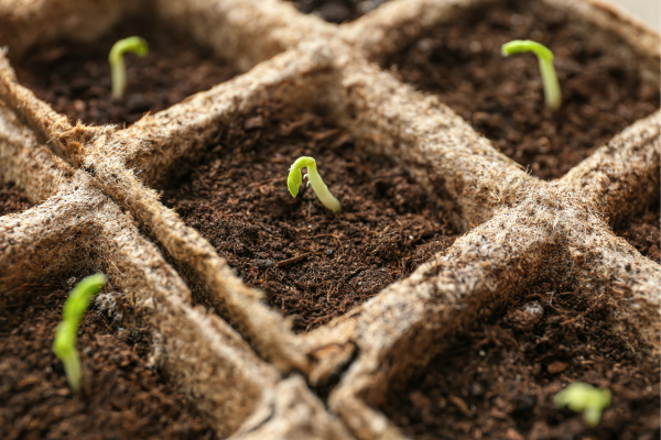 Coco peat grow bricks in action, illustrating their advantages for sustainable agriculture, such as better root development and environmental friendliness