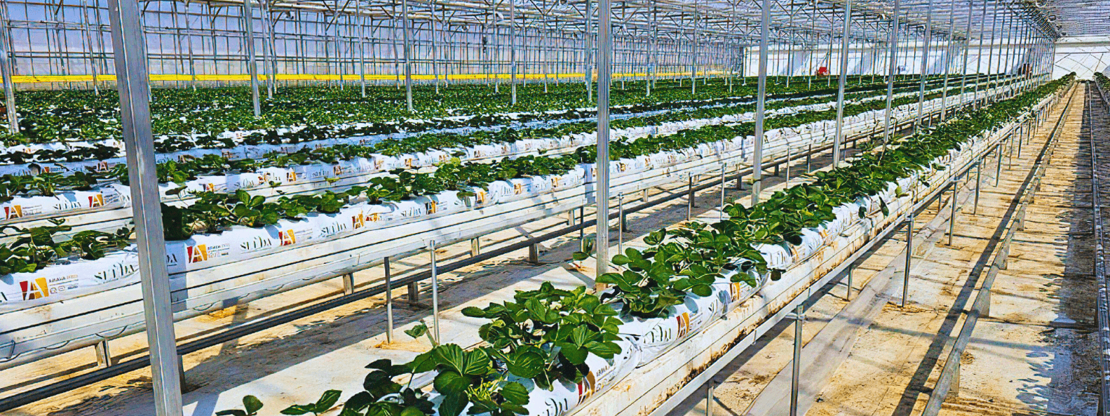 Arava manufacturing and storing fibre